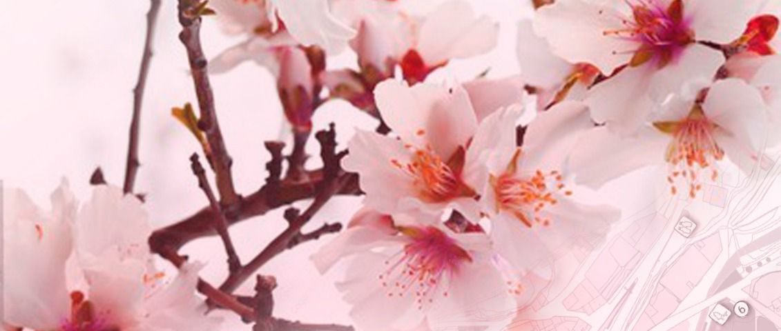 Ruralma-Almendros en Flor - Alpartir - 01